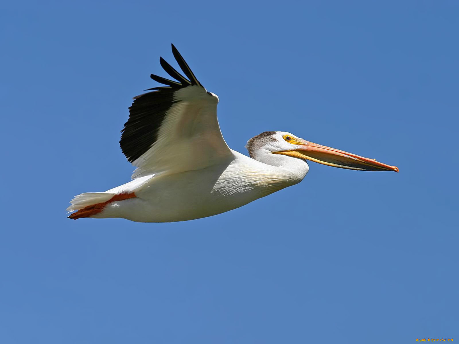 Пеликан летит